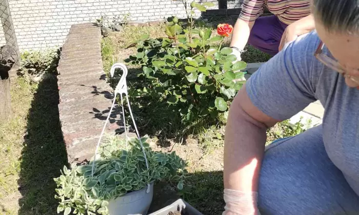 Proleće u domu Senior Plus – korisnica bere zrele plodove paradajza